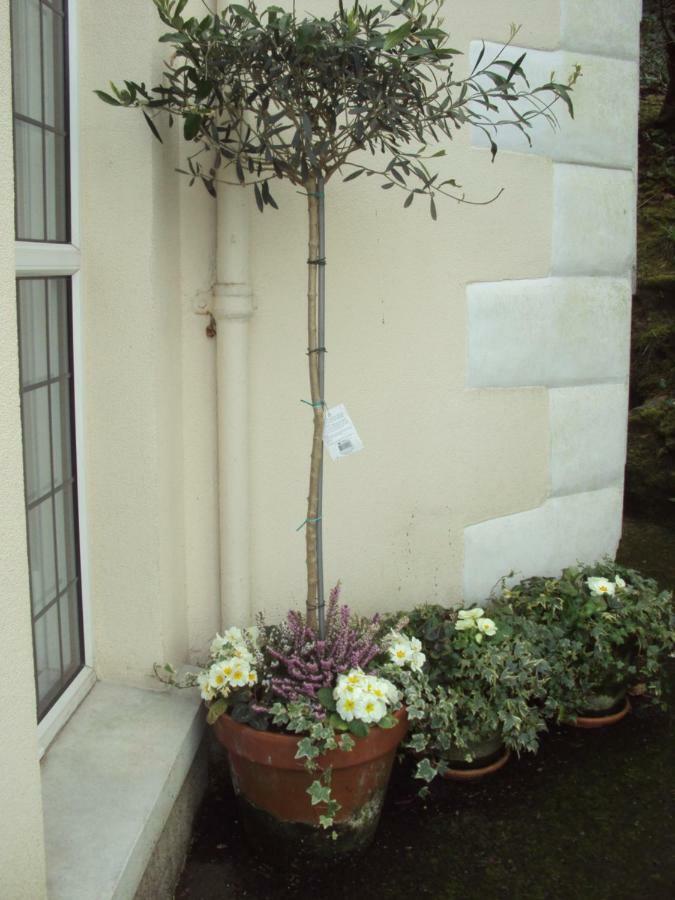 Woodlands Bed & Breakfast Looe Dış mekan fotoğraf